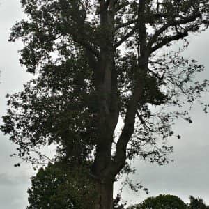 Tree Surgeon Warlingham