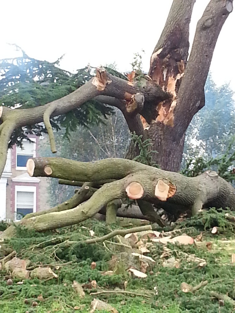 Dangerous & Awkward Trees ATC Tree Surgeons